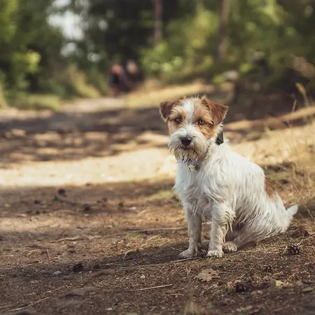 Daire Lakepark Staré Splavy